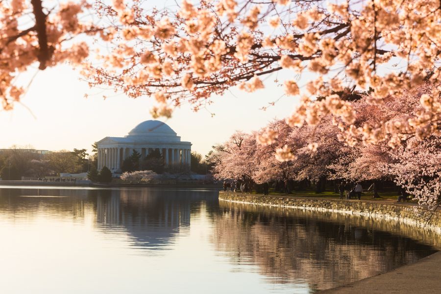 ワシントンDCの桜を撮影するのに最適な場所